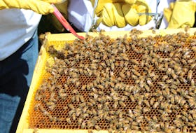 The red tool points to a queen bee in this busy honeycomb. — SALTWIRE NETWORK FILE PHOTO