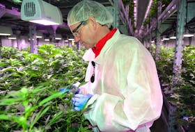 Edwin Jewell, president of FIGR East, seen here in 2017 tending to cannabis plants in the company's Charlottetown facility.  