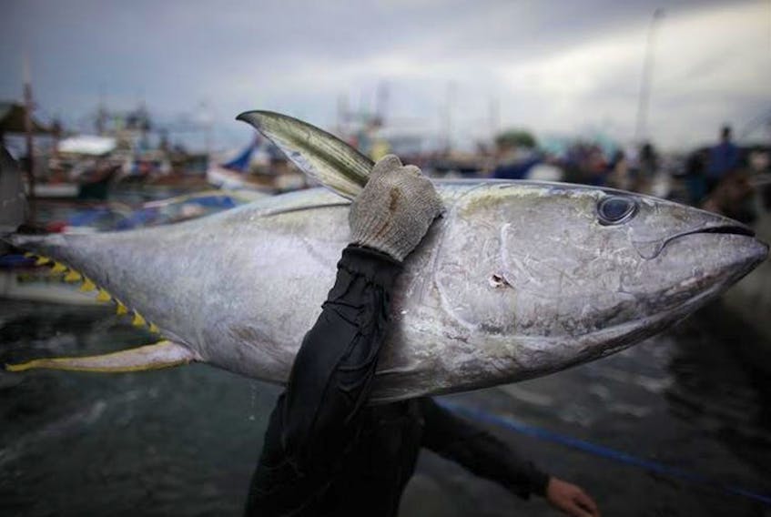A fisherman carries a yellowfin tuna to be weighed and sold in Mindanao, Philippines in 2013. John Javellana / Greenpeace