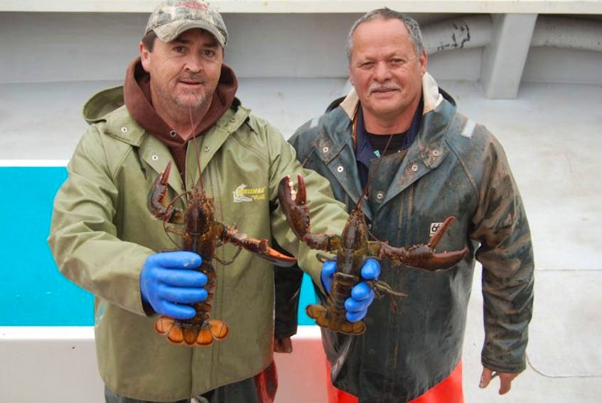<p>Crewmember Danny Fraser and captain Leslie Vincent display a sampling of the catch they brought to port Thursday, setting day in the spring lobster fishery. Like most crews that set their traps Thursday morning, all they had to show for the day was a sampling. Boats in eastern P.E.I. set on Wednesday and brought in their first full catch on Thursday, one day ahead of their Western P.E.I. counterparts.</p>