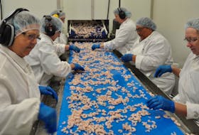 Shrimp processing at the Fogo Island Co-operative plant in Newfoundland. A report compiled by two Canadian seafood industry associations says domestic sales of seafood could double if Canadians can be encouraged to eat more seafood.
