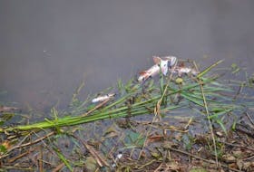 <p>Dead fish were still caught up in a beaver dam hours after a fish kill was discovered in the Little Miminegash River in Roseville Monday morning.</p>