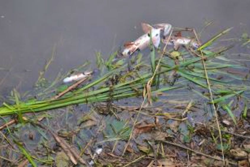 ['Dead fish discovered Monday in the Roseville watershed system.']
