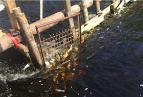 A mass fish kill noted at Nova Scotia Power’s White Rock generating station last May, and into June, prompted an investigation by the Department of Fisheries and Oceans. (FILE)