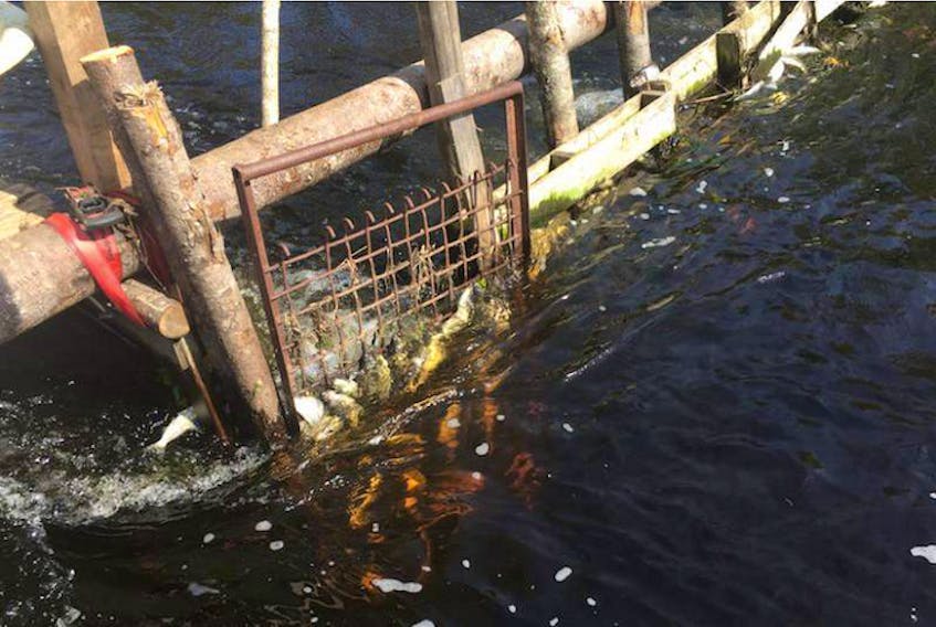 A mass fish kill noted at Nova Scotia Power’s White Rock generating station last May, and into June, prompted an investigation by the Department of Fisheries and Oceans. (FILE)