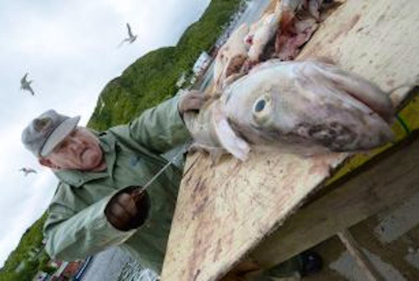 ['<p>Dan Doiron fillets a cod fish on a filleting table in Petty Harbour Saturday on the first day of the recreational cod fishery.&nbsp;</p>']