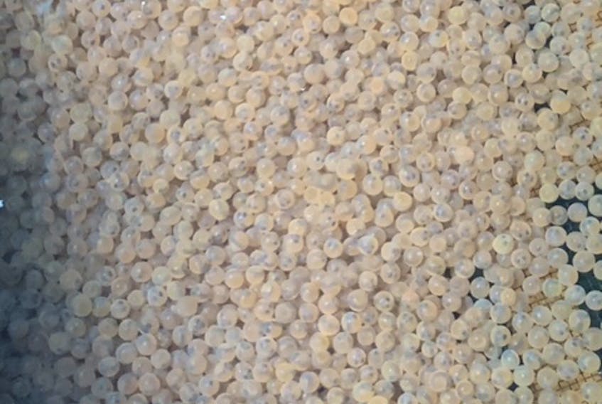 Speckled trout eggs hatching into an alevin at the Port Morien Wildlife Association's fish incubation facility in Sand Lake. An alevin is  part of the reproduction cycle of the egg where they live off the yolk sac for four to six weeks before hatching into trout fry. CONTRIBUTED