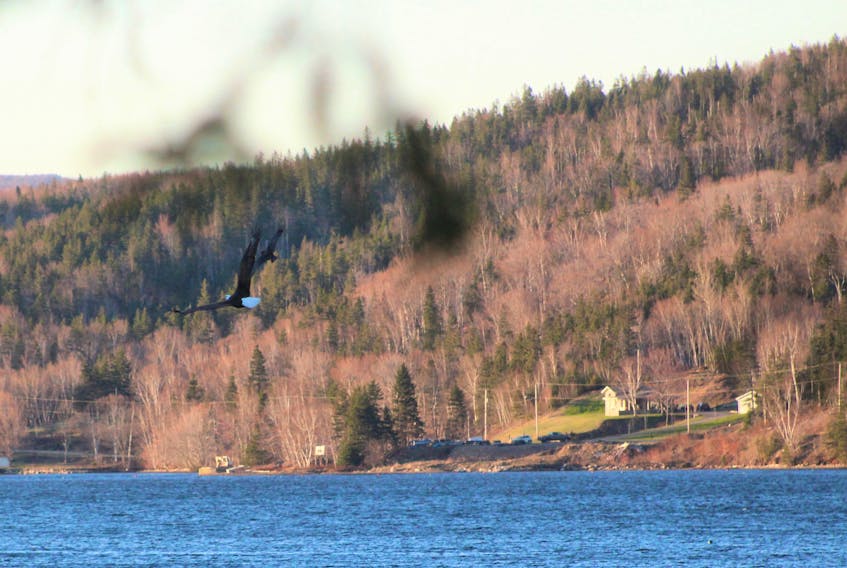 A black bird seems to fly in unison with a bald eagle in St. Anns one day last month after being startled off the tree they were occupying on opposite sides. Julius Wukitsch, a wildlife technician with the Department of Lands and Forestry, said the black bird is either a crow or a raven and these birds like to have an eagle-free zone. NICOLE SULLIVAN/CAPE BRETON POST 
