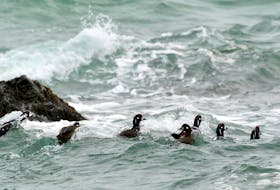 Some harlequin ducks, a threatened species of waterfowl, are seen in this photo. Contributed/Parks Canada