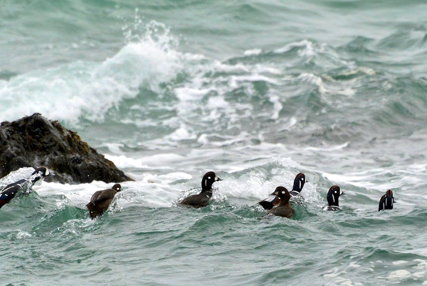 Some harlequin ducks, a threatened species of waterfowl, are seen in this photo. Contributed/Parks Canada