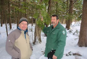 Mark Whitmore, left, a forest entomologist with Cornell University, joined Andrew Williams, Truro’s urban forestry coordinator, in Victoria Park to talk about dealing with the hemlock woolly adelgid. The insects have destroyed large numbers of hemlock trees in some places. LYNN CURWIN/TRURO NEWS