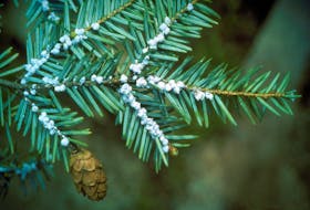 Hemlock woolly adelgid eggs are found in sacs that resemble tiny cotton swabs. They often go unseen because they’re laid in the upper canopies of trees. CONTRIBUTED