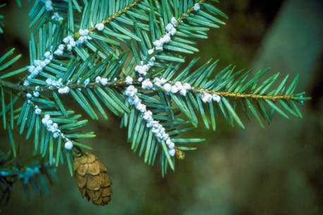 Hemlock woolly adelgid on the move in Nova Scotia, pest spotted in Lunenburg