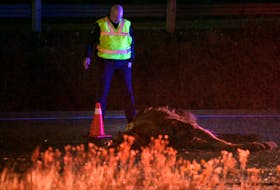 An RNC officer checks on a dead moose at the scene of a double moose collision in St. John's Monday evening. Keith Gosse/The Telegram