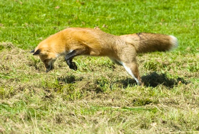 This red fox is doing what wild foxes are supposed to do - catch their own food. In this Guardian file photo a fox pounces on a field mouse that it wasted no time in eating once it dug it out from its burrow. Charlottetown city council said it is geting complaints about some residents feeding the animals.