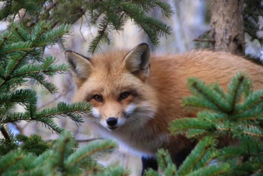 A fox caused a bit of trouble for air traffic controllers last month, delaying one flight from landing and another from departing at St. John's International Airport. SALTWIRE NETWORK FILE PHOTO