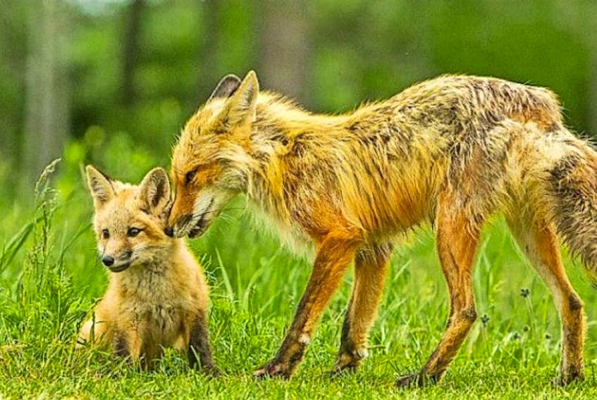 ['Photographer Ian Murray of Wallace River Photographer is mourning the sudden passing of Mom, the fox he has been photographing for the last three years. The fox was struck and killed by a passing vehicle last Monday. © IAN WALLACE PHOTO']