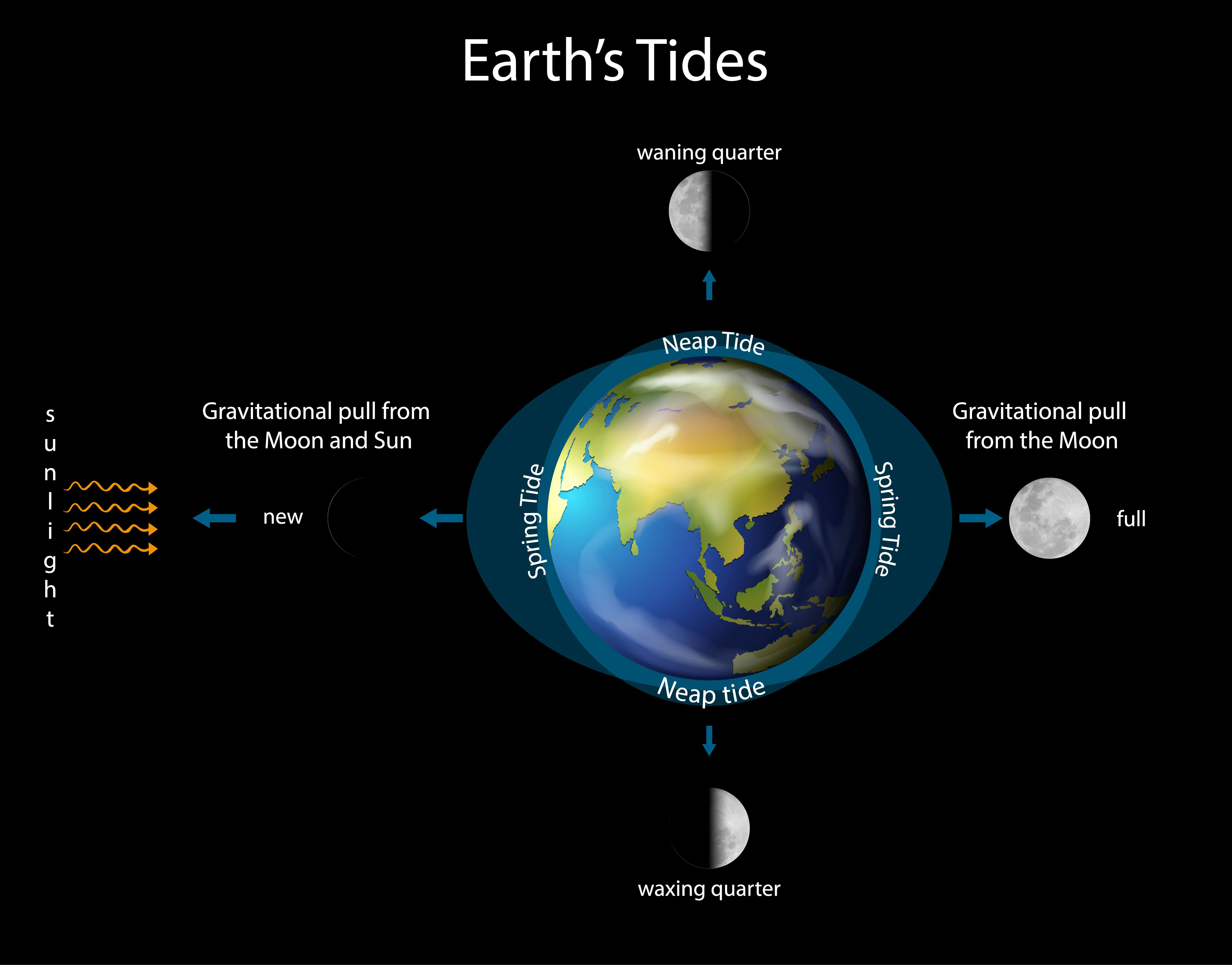 at which lunar phases are tides least pronounced