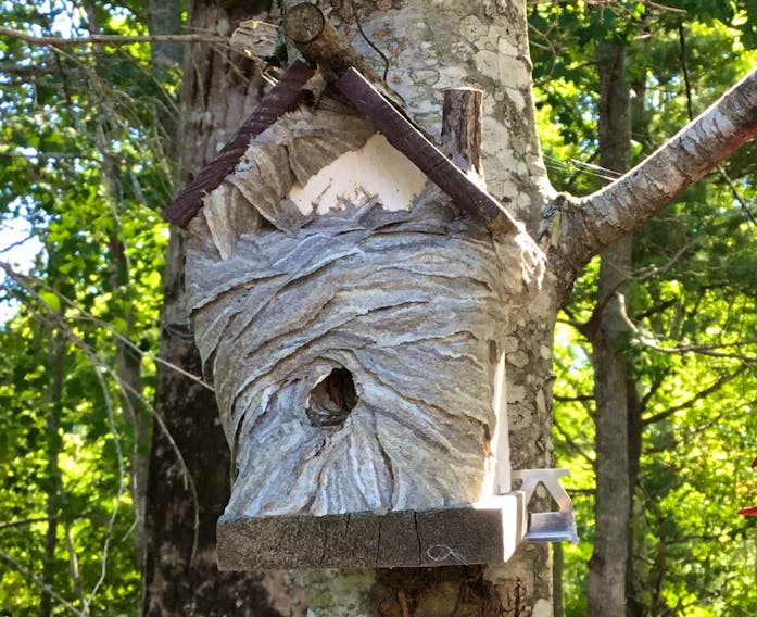 The birdhouse on Linda and Brian Keddy's Millville, N.S. property has been entirely encased by a hornet's nest. 