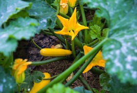 Squash blossoms at Murray Gardens in St. Philips, NL. Evan Murray, general manager, says he's heard from a lot of first-time gardeners recently.