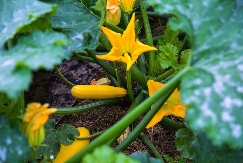 Squash blossoms at Murray Gardens in St. Philips, NL. Evan Murray, general manager, says he's heard from a lot of first-time gardeners recently.