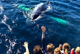 There will be less crowding compared to previous years when boat tour operators start their season later this year. — O'BRIEN'S WHALE AND BIRD TOURS FACEBOOK PHOTO