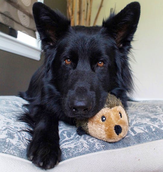 Captioned "Dis is my hedgie" on Instagram, the post of Charlie and his favourite naptime toy received an astonishing 10,599 likes and comments from followers from around the world.
