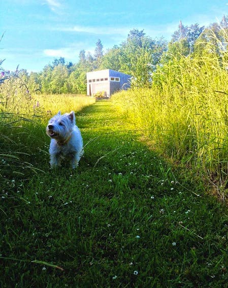 Emilie Chiasson's dog Millie is pictured in front of Chiasson's bunkie on her parents' property. Both Chiasson and her dog are happy there - and have been learning some great life lessons from Chiasson's parents.
