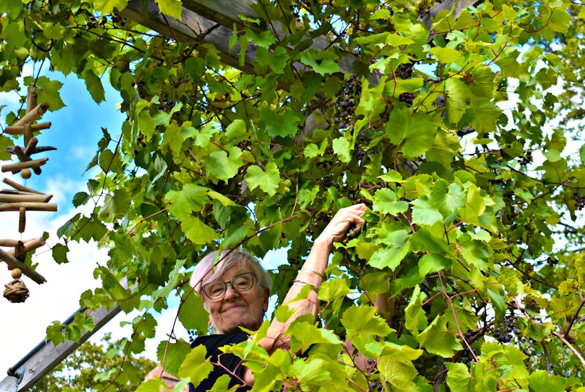 Judith Bayliss collects grapes from a vine growing along her deck for juicing.