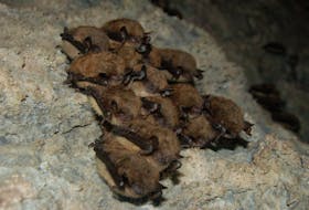 Myotis bats are pictured hibernating.