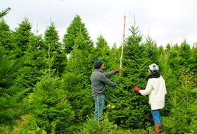 Despite COVID-19, families are still visiting Christmas tree farms around Nova Scotia to continue the beloved tradition. At Green Hills Farm in Albert Bridge, the Christmas tree farm is divided into different zones, allowing visitors to come earlier in the fall to tag the tree they will bring home in time for Christmas. 