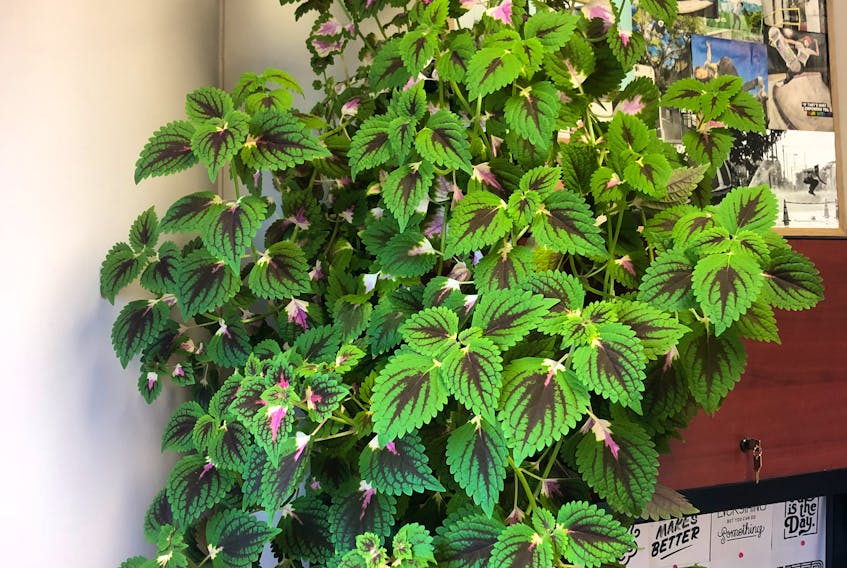 Jill Ellsworth's interest in growing plants stems from when she took a piece of her mother's coleus and decided to try her luck with her green thumb. She not only grew the plant, she grew her confidence in trying something new.