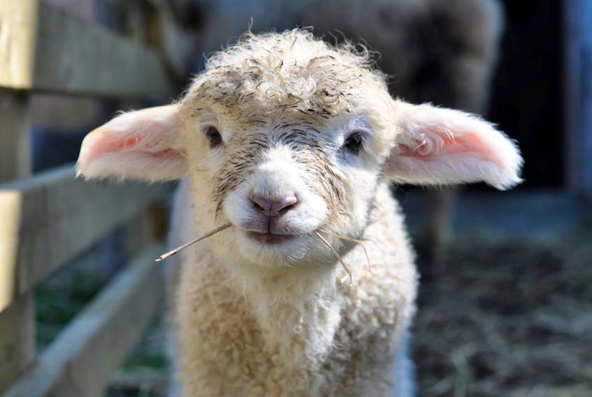 A lamb at Gaspereau Valley Fibres Farm Shop in Nova Scotia. About 60 endangered wooly Cotswold sheep call the location home. The heritage sheep are highly valued for their wool.