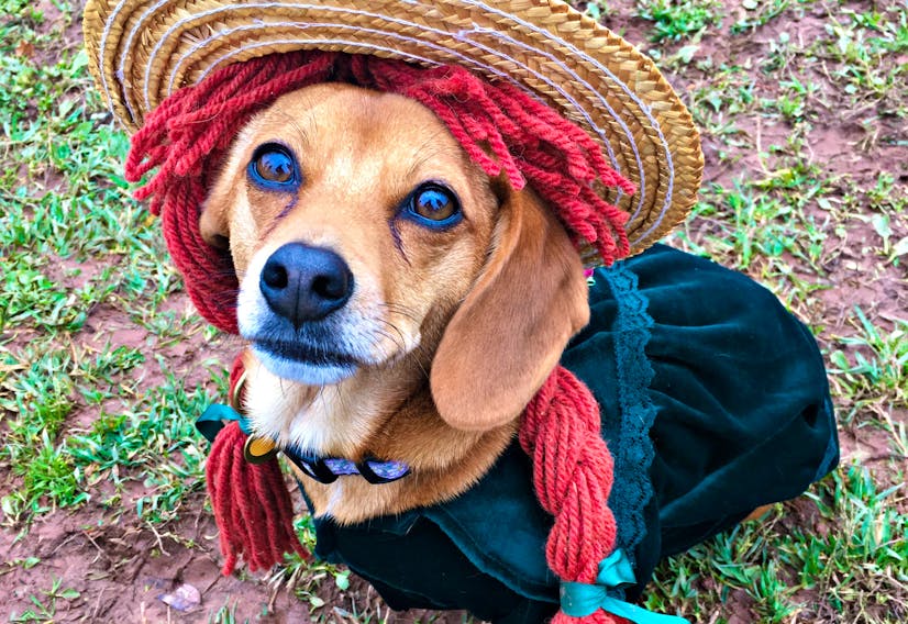 Moobie, dressed as Anne of Green Gables for Halloween. “The occasion was a fundraiser for the PEI Humane Society during my first year of veterinary school. But when I was young, my mother dressed me up as 'Anne,' so I just got a kick out of it,” said owner Leah Ellis.