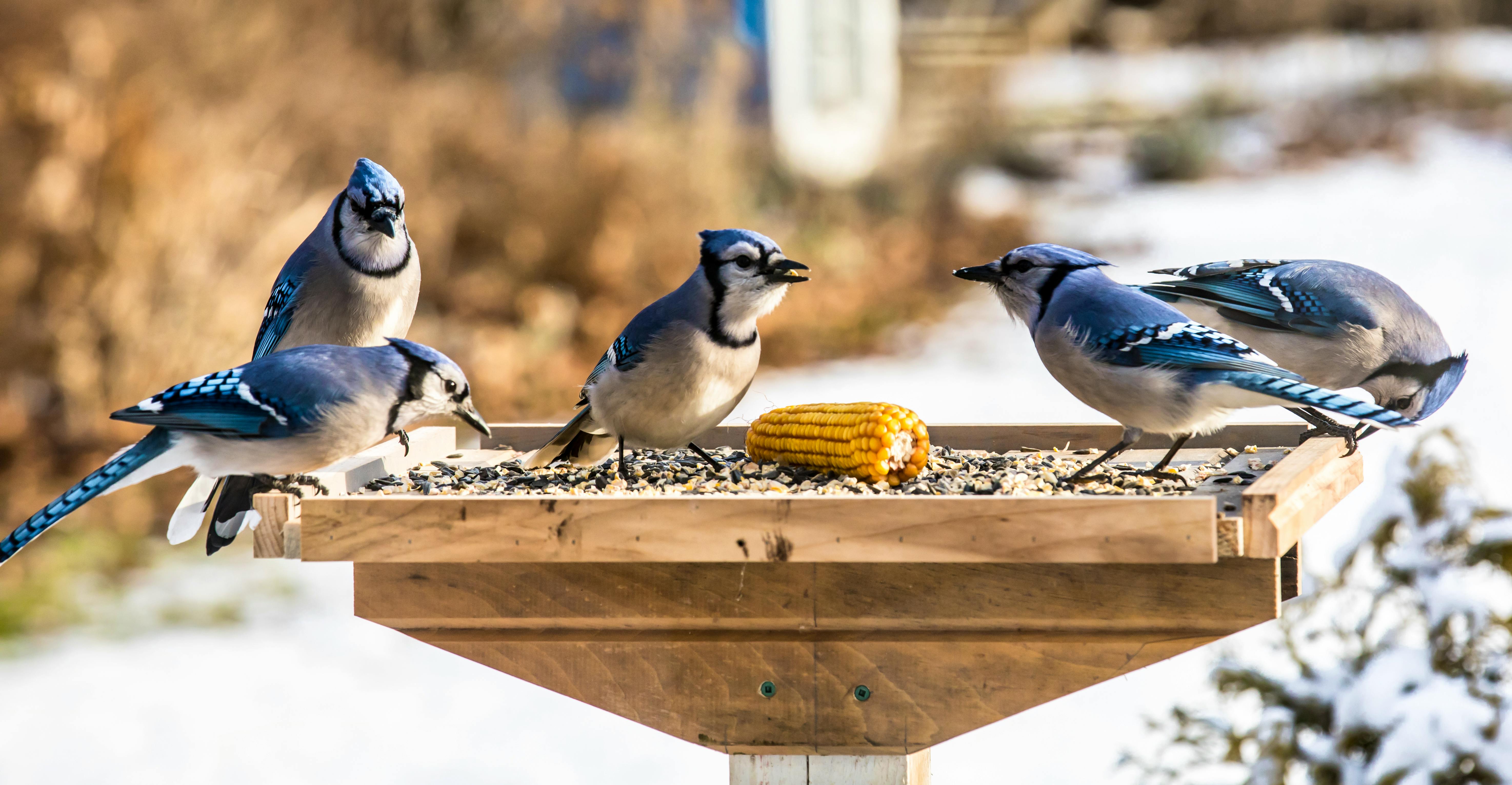 9 things to know about blue jays, P.E.I.'s provincial bird