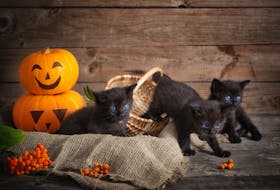 Although in the middle ages, it was a commonly held belief that witches would turn themselves into black cats, dark-haired felines weren't always considered unlucky. English and Irish sailors believed having a black cat aboard their ships would ensure a safe journey.