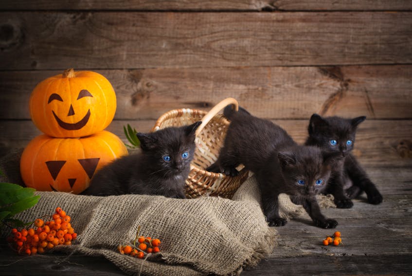 Although in the middle ages, it was a commonly held belief that witches would turn themselves into black cats, dark-haired felines weren't always considered unlucky. English and Irish sailors believed having a black cat aboard their ships would ensure a safe journey.