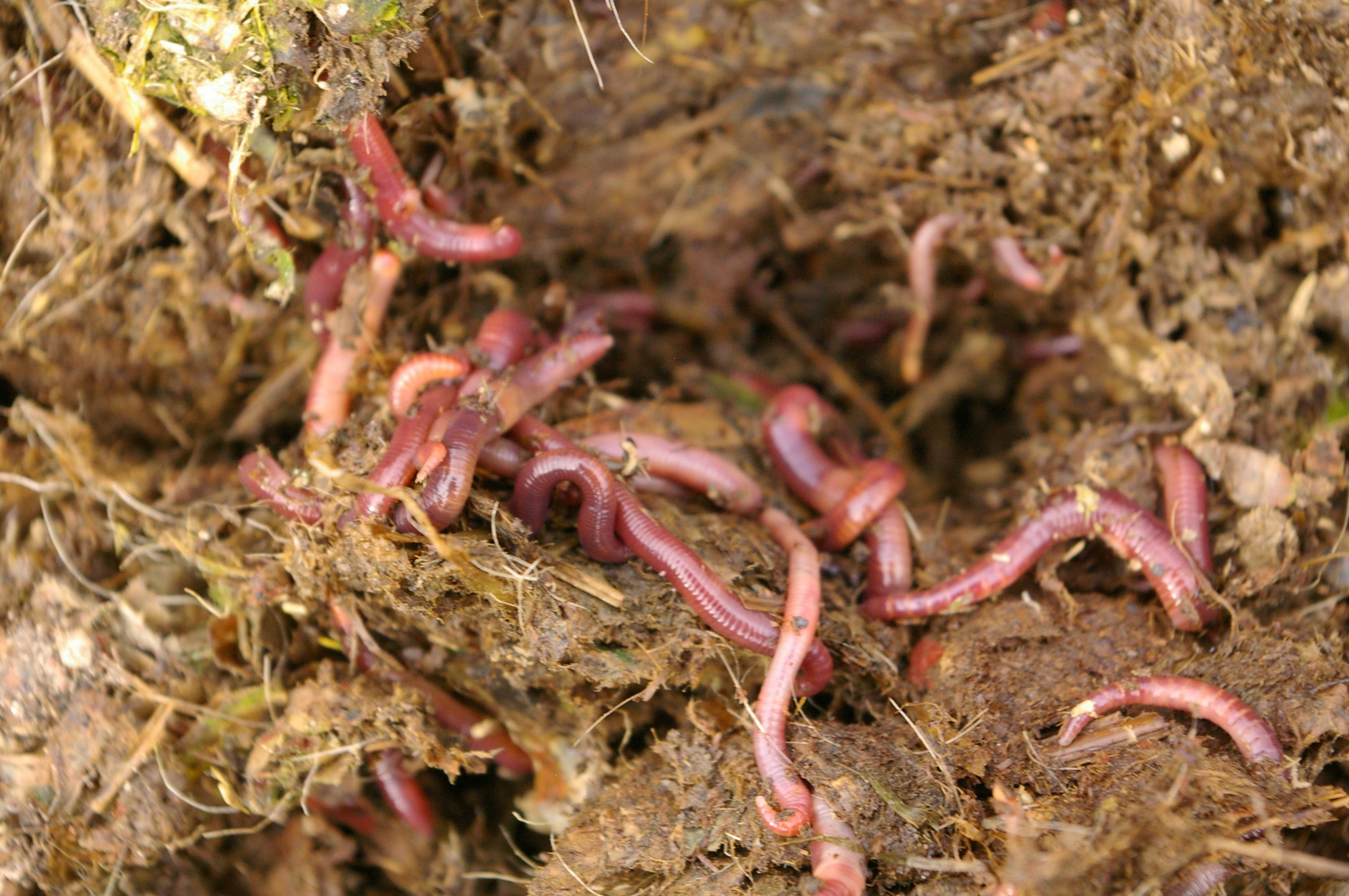 Let the worms do the work: Tricks and tips for backyard composting