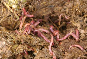 Steve McBride, who lives in rural Newfoundland, says as far as the mistakes people make with composting, is thinking you can go at it without worms. The worms, like these red wriggers, are your workers, so they do the work you would be doing yourself if they weren't there, including aeration and aiding decomposition. 