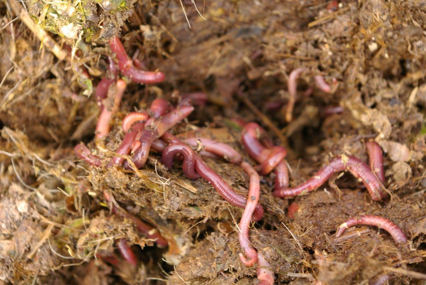 Steve McBride, who lives in rural Newfoundland, says as far as the mistakes people make with composting, is thinking you can go at it without worms. The worms, like these red wriggers, are your workers, so they do the work you would be doing yourself if they weren't there, including aeration and aiding decomposition. 