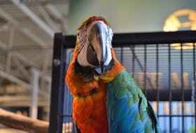 Merlin, an 18-year-old rainbow macaw, is a familiar face for visitors at the Maritime Museum of the Atlantic. During the initial shutdown of the museum due to COVID, the social animal was quite lonely, says his caretaker. 