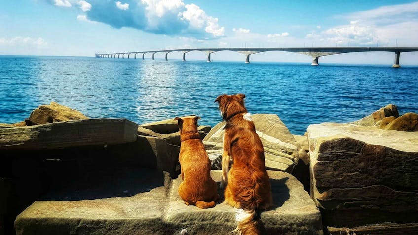 Sadie, a boxer, shih tzu and poodle mix, with Sully, a border collie and St. Bernard mix, quietly watch traffic crawl along the Confederation Bridge.