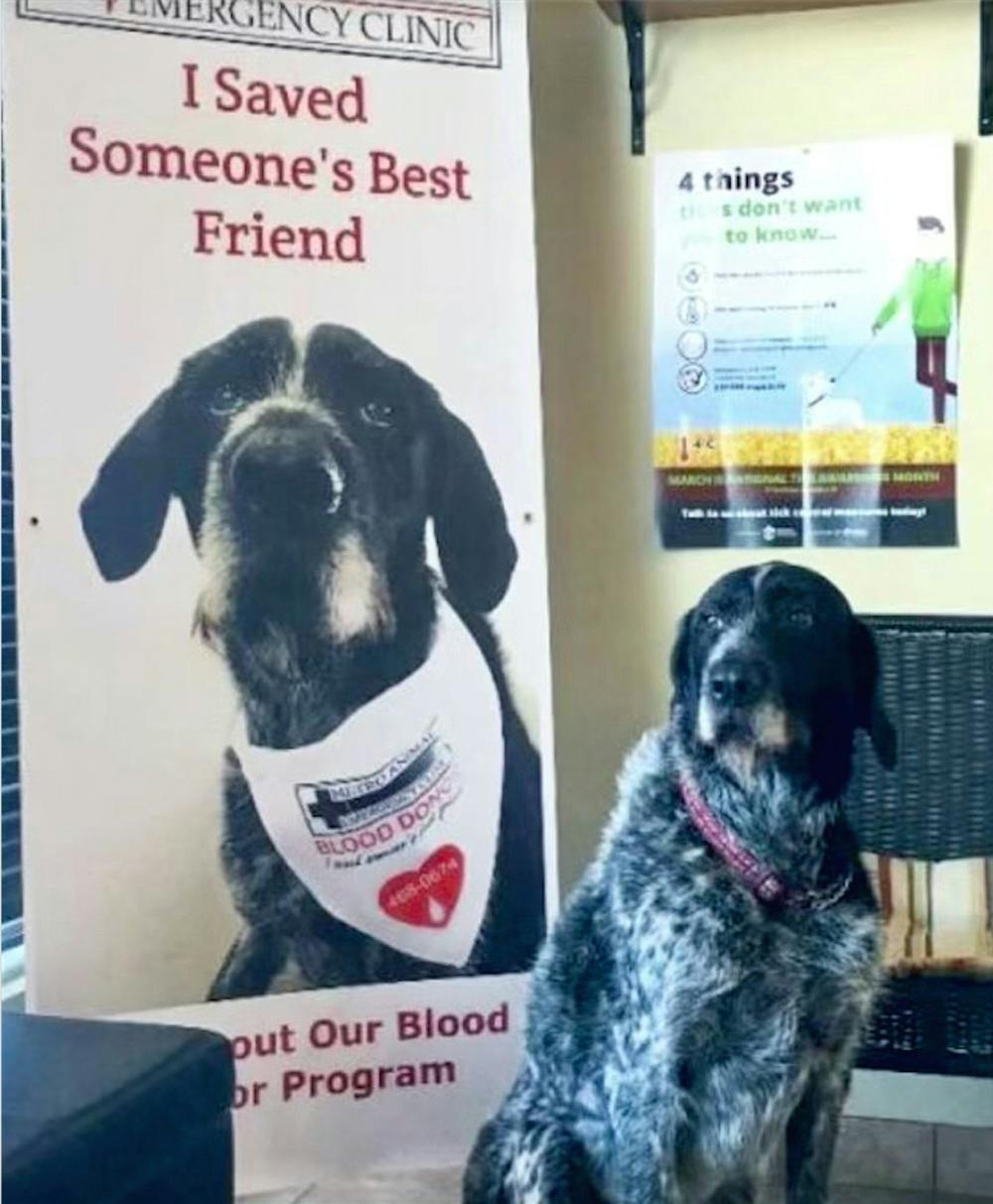 RECYCLED LOVE Nova Scotia animal clinic dedicated to saving best