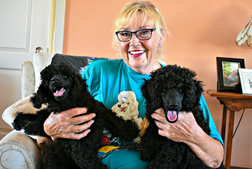 Judy Burgoyne with two of her purebred Napoli 12-week-old poodles. She says the pups love to play tug of war and wrestle in the home. "They are great with children, with thick, soft, curly coats," she said.