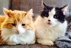 Pictured are two of Tracy Jessiman’s past rescue cats, Jack and Rudy. Both came from the streets of the Halifax Regional Municipality. CONTRIBUTED