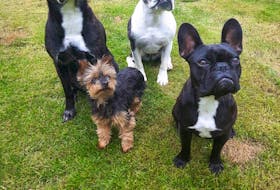 Denyell Reyno, along with husband Matthew, are devoted animal rescuers. Pictured are Harley, Leia, Pebbles and Rex. CONTRIBUTED 
