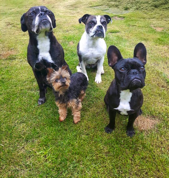 Denyell Reyno, along with husband Matthew, are devoted animal rescuers. Pictured are Harley, Leia, Pebbles and Rex. CONTRIBUTED 