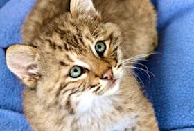 Pictured is a four-month-old male bobcat that Hope Swinimer and her team are rehabilitating at Hope for Wildlife. CONTRIBUTED