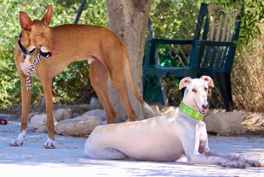 Two of the Spanish-greyhounds at the Podenco Friends Rescue.