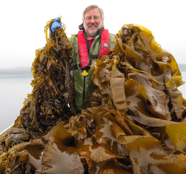 Dr. Thierry Chopin of the University of New Brunswick displays two species of kelps cultivated in the Bay of Fundy. Chopin says seaweed can help the world address several major problems, including climate change. - Steve Backman photo